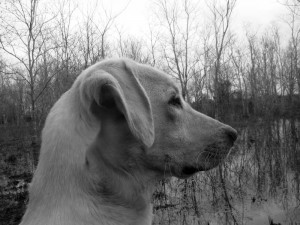 dog training